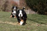 GRAND BOUVIER SUISSE 048